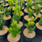 Tis obyčajný (Taxus x media) ´FARMEN´ - výška 20-30 cm, kont. C2L